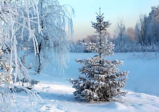 Winter landscape with snow-covered spruce