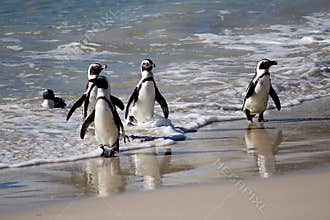 African Penguin