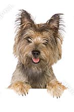 Dog banner