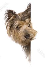 Dog banner