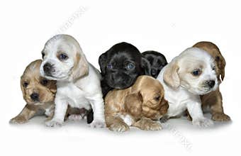 Puppies