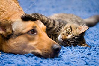 Cat and dog