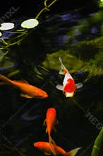Outdoor Koi Fish Pond