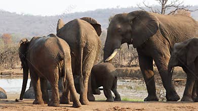 A baby elephant reacts with a large adult elephant at a waterhole in Kruger Park