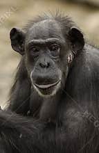 Chimpanzees