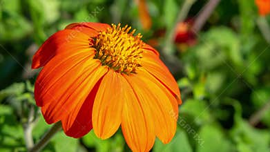 Mexican sunflower (Tithonia rotundifolia) in the garden, germany