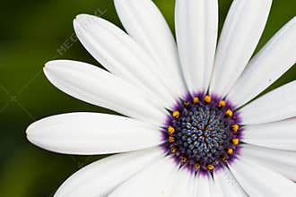 White Cosmos