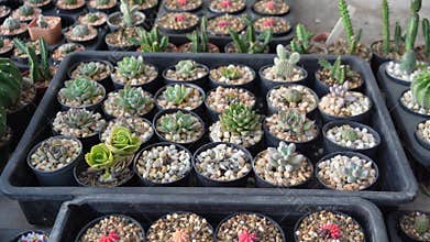 Cactus garden plant with cactuses selling outdoors in fall , Different types of cactuses in a pot with small pebbles.