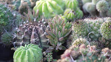 Cactus garden plant with cactuses selling outdoors in fall , Different types of cactuses in a pot with small pebbles.