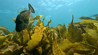 Horseshoe Leatherjacket and Kelp in Adelaide