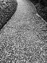 Rainy Day Cherry Blossom Petals Pathway