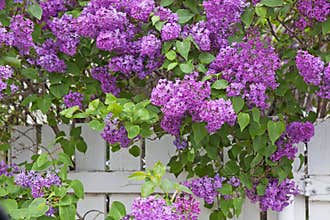 Blooming Purple Lilac