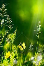 Abstract summer floral green nature background