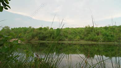 Beautiful view of summer landscape with forest trees.
