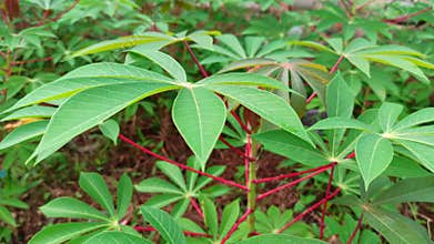cassava leaves swaying in the morning wind