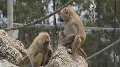 Two baboons anubis groom each other outdoors in an animal park.