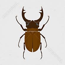Stag beetle, the largest beetle