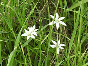 Star of Bethlehem flowers