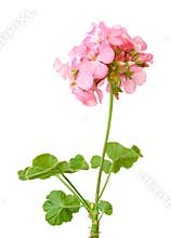 Beautiful pink geranium