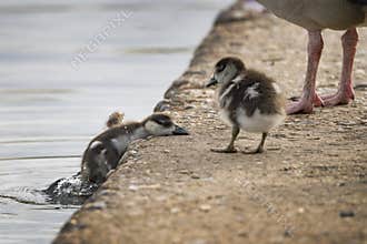 Survival of the fittist