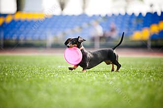 Dachshund dog brings the flying disc