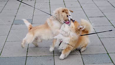 A conflict on a walk between two dogs - mongrel and red Welsh corgi Pembroke. Pets fighting outside. Concept for dog