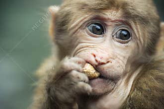 Tibetan monkey
