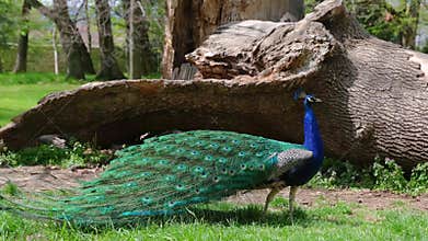 A blue peacock fanning its tail on green grass
