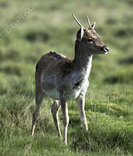 Baby deer (fawn) playing in the early morning spring sunlight at Petworth House, England