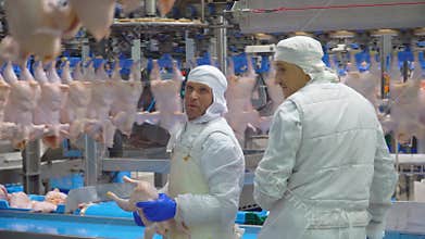 Production and processing of chicken meat. Conveyor line for processing and packaging of chicken broilers.