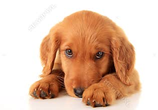 Golden retriever puppy