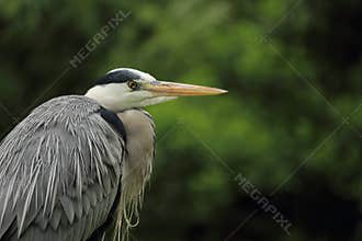 Grey Heron detail
