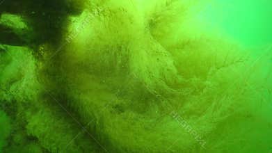 Hydroids polyp (Obelia sp.), coelenterates. Black Sea