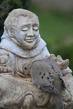 Old Man Statue With a Mourning Dove EatingSeeds From Lap - Zenaida macroura