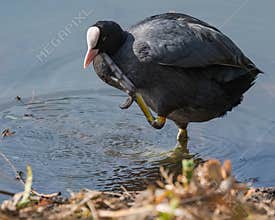 Coot Performing Its Daily Scratching by the Lake