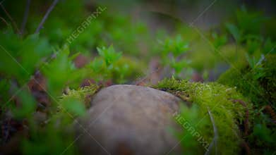 Explore the beauty of nature with closeups of plants, moss, and rocks in a serene grassy setting. Watch as a small plant
