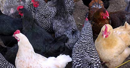 Close up view of cage free range chickens in the farm
