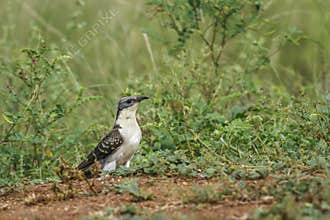 Great Spotted Cuckoo in Kruger National park, South Africa