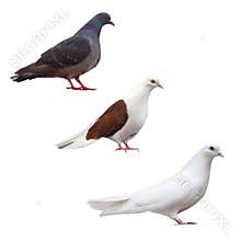 Pigeon dove isolated bird set black collection