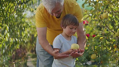 Gardening soul, young and free, tills the soil of family farm, sowing seeds of health and joy in nature's embrace