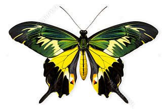 Beautiful Priam&#x27;s green Birdwing butterfly isolated on a white background with clipping path