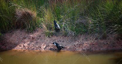 Carnaby's black cockatoo gather in a tranquil pond surrounded by lush grass. WA