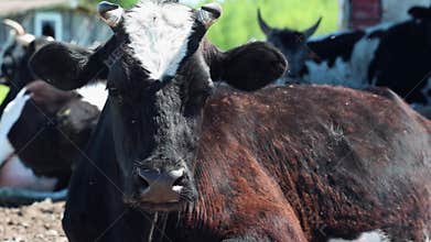 A peaceful scene of a blackandwhite cow resting on a farm field under the sunlight in summer
