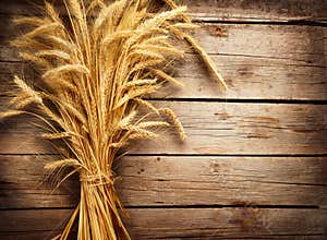Wheat Ears