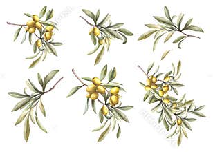 Olive tree branch with green leaves and berries. Watercolor set. Hand drawn botanical illustration.