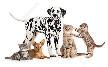 Pets animals group collage for veterinary or petshop