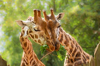 Two giraffes close-up eating green leaves, love, wild animal behaviour, animal with a long neck, zoology, animal world