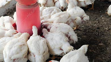 Feeding Time Chickens Gather Around Red Feeder