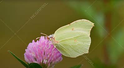 Light green butterfly on a pink flower