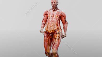 running jogging for losing weight, burning calories, weight loss process. sports training. fat burn, Obesity, anatomy